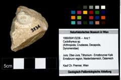 Foto (Objekt + Etikett) von Cyclothyreus sp.  (NHMW-GEO-1990-0041-3236)